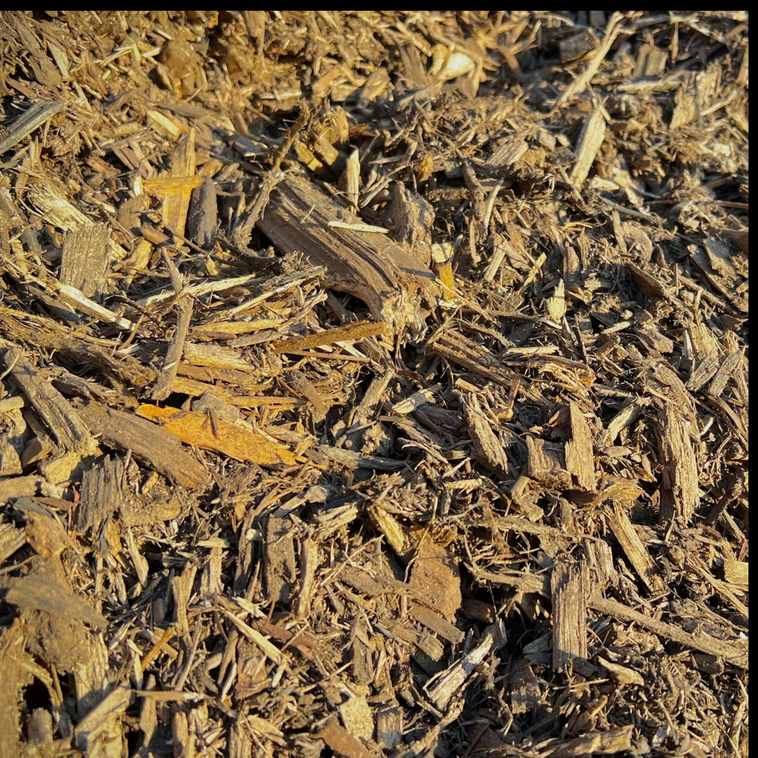Forest Mulch