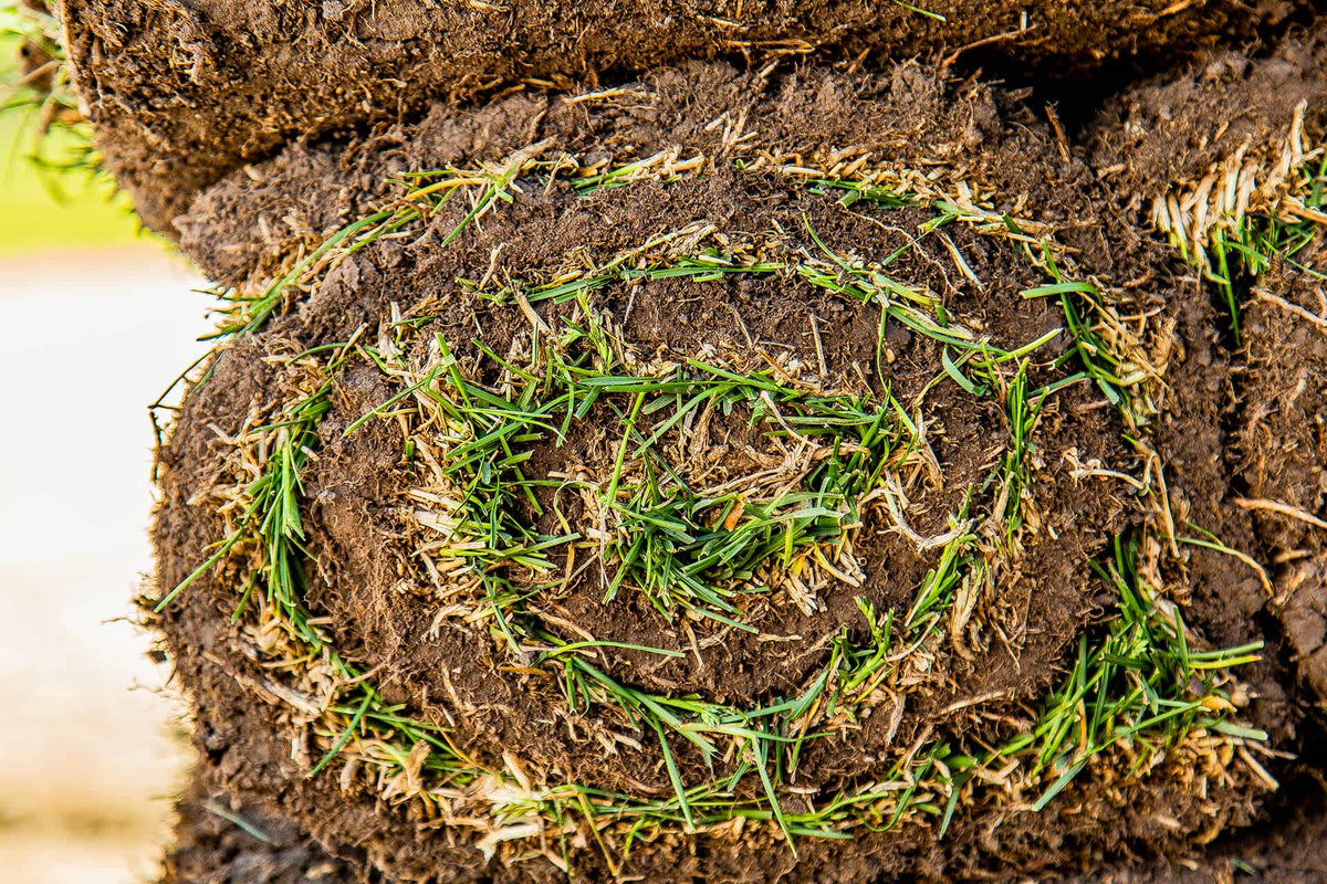 Sod - Premium Kentucky Bluegrass (2'x5' - Per Roll)