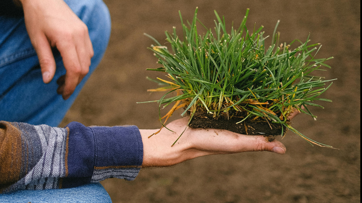 Sod -  Premium Kentucky Bluegrass (2'x5' - Per Roll)