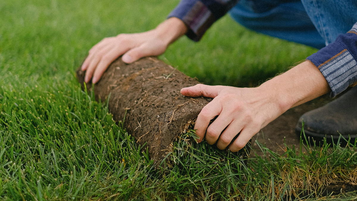 Sod -  Premium Kentucky Bluegrass (2'x5' - Per Roll)