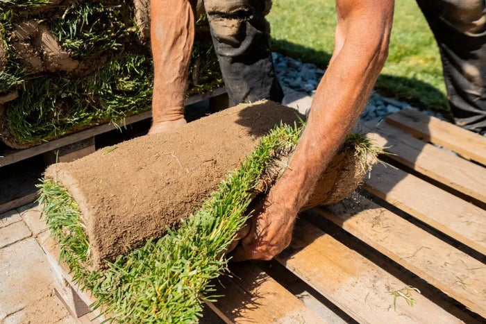 Sod -  Premium Kentucky Bluegrass (2'x5' - Per Roll)